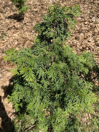 Chamaecyparis obtusa 'Jade' - mapleridgenursery
